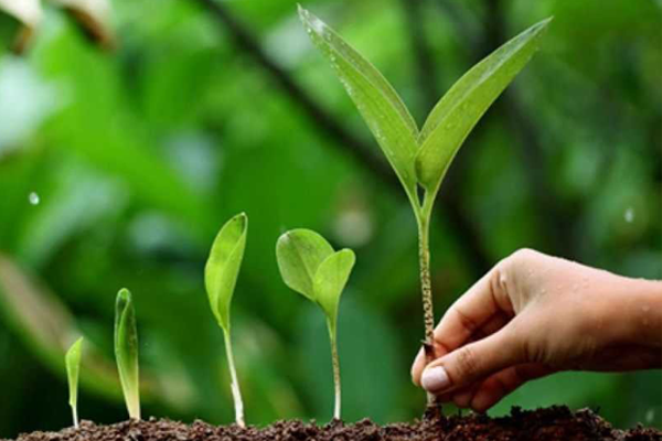 Goa government ties up with Central Government for planting 5 lakh trees