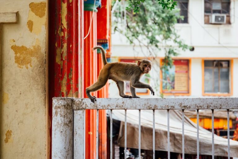 Monkeys should be shifted to forest for creating havoc in the city of Varanasi – Allahabad High Court