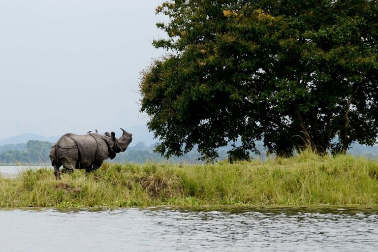 Kaziranga National Park conferred with best wildlife destination in India
