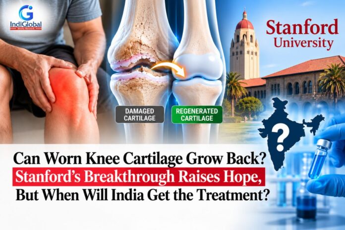 Knee Cartilage
